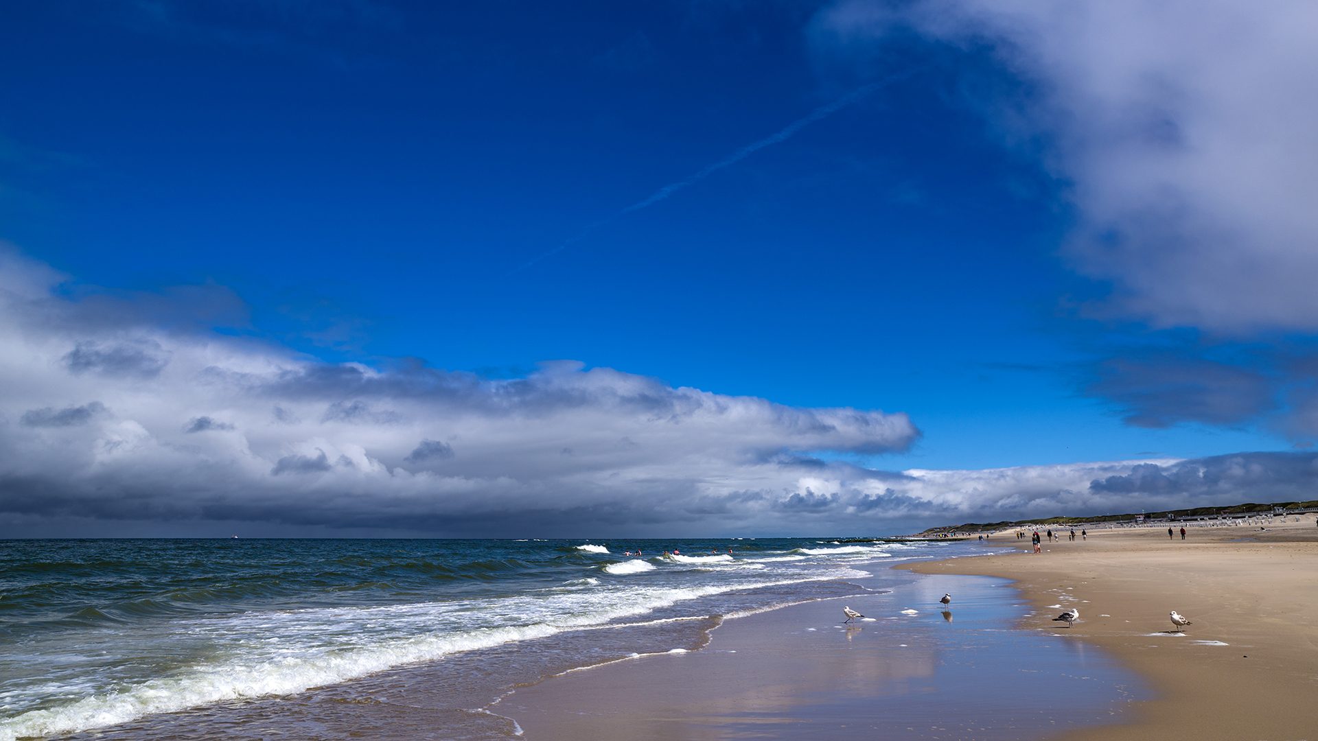 Möwen am Badestrand