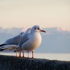 Möwen am Bodensee