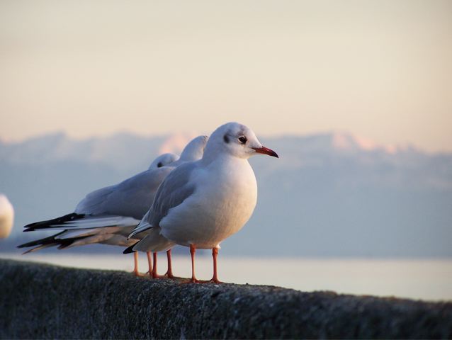 Möwen am Bodensee