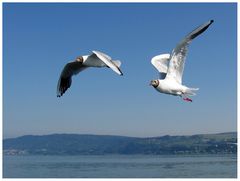 Möwen am Bodensee ...