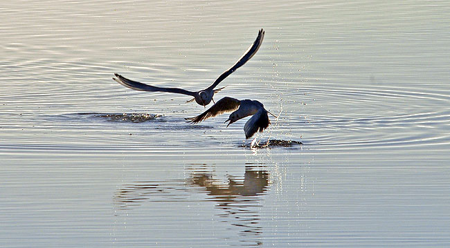 Möwen am Bodensee