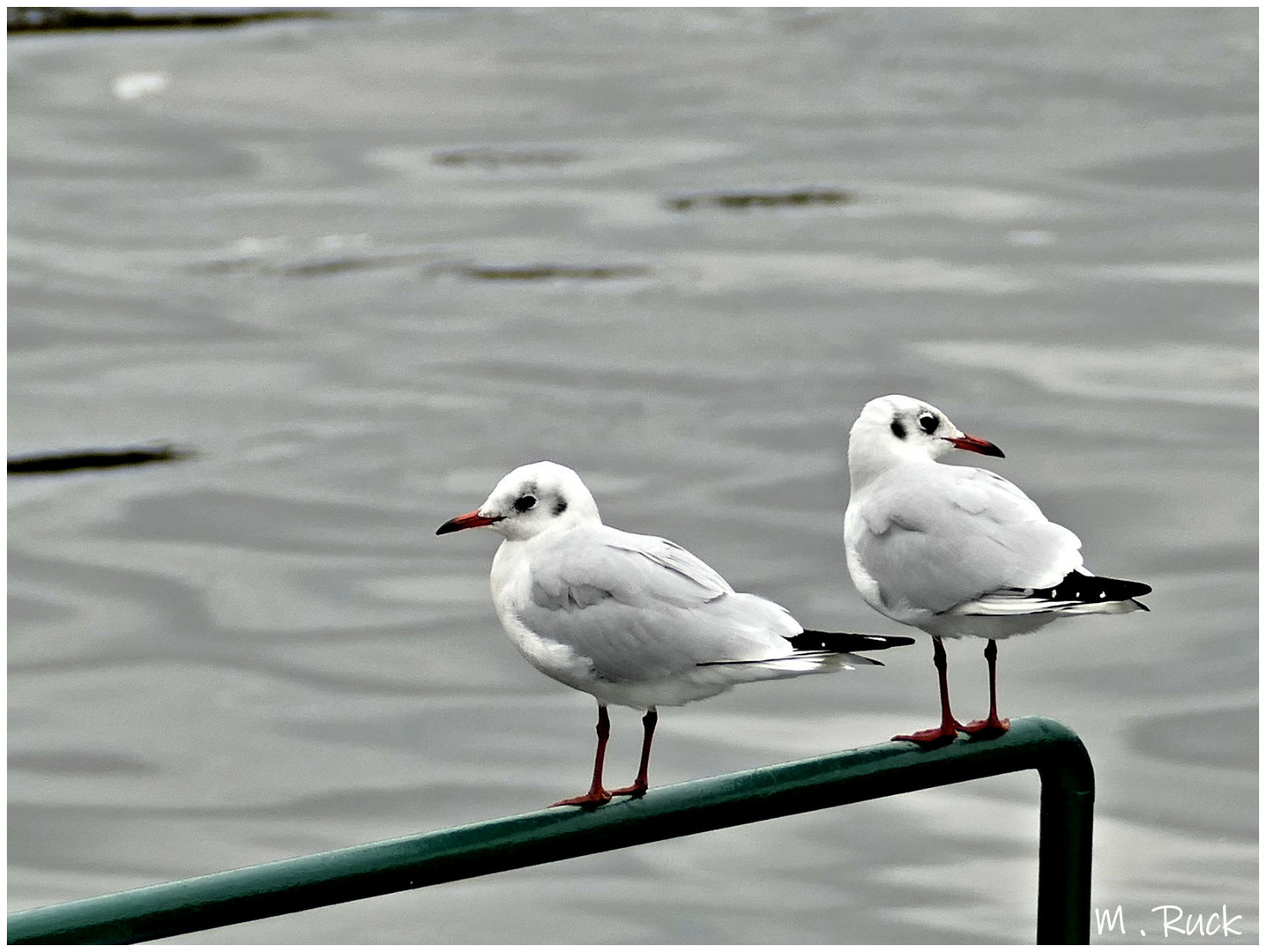 Möwen am Bootsanleger ,