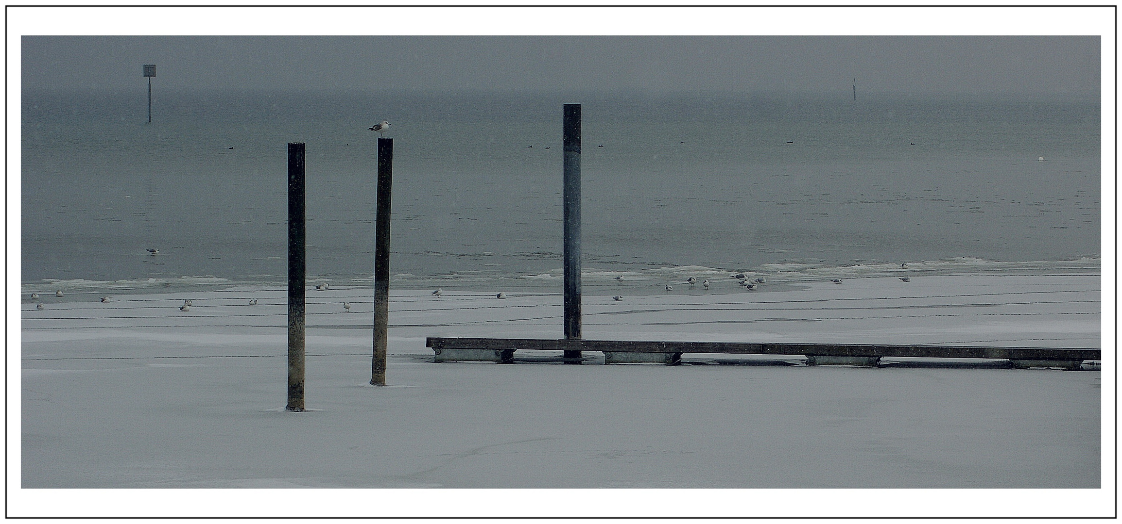 Möwen am eisigen Bodensee 2