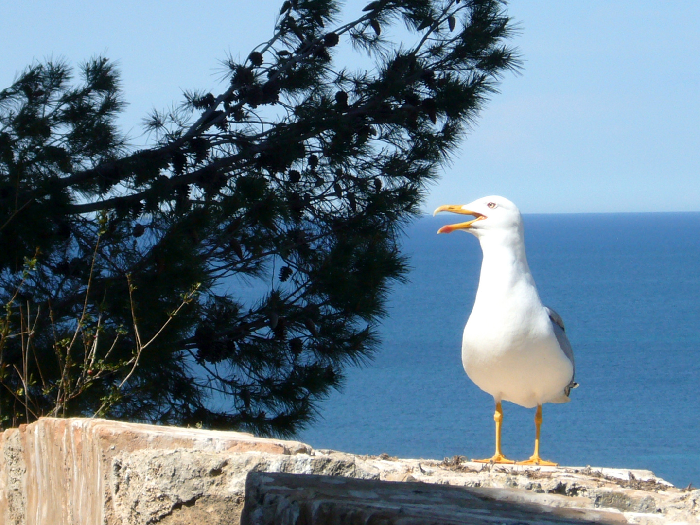 Möwen am El Castillo de Denia