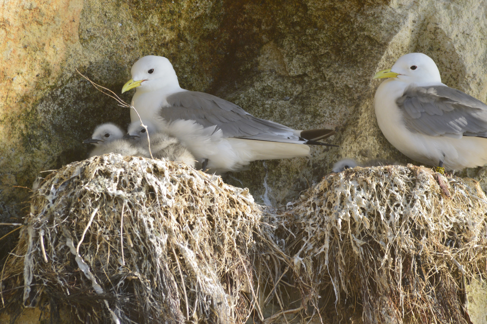 Möwen am Felsen in Bullbjerg