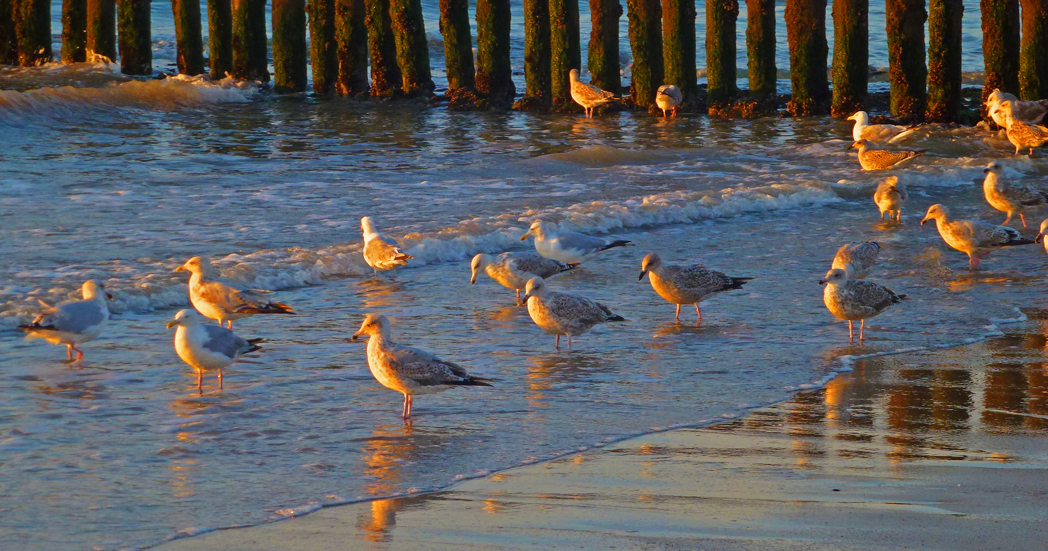 Möwen am Flutsaum bei Sonnenuntergang