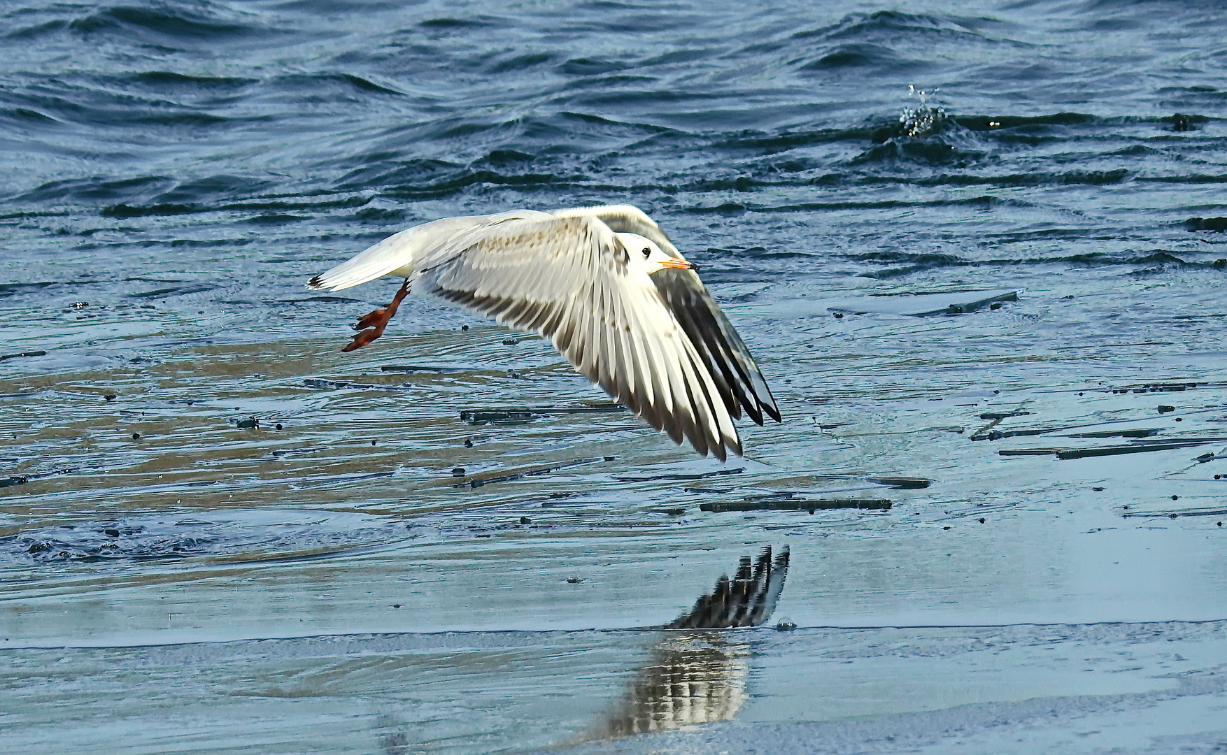 Möwen am Fühlingersee.