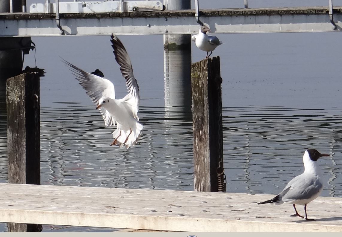 Möwen am Greifensee 2