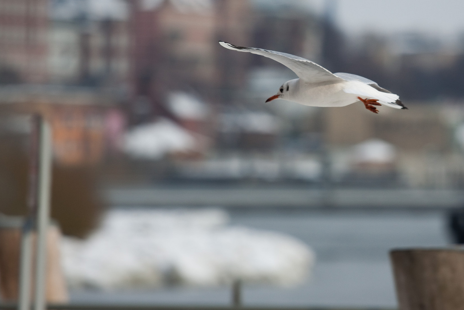 Möwen am Hamburger Hafen