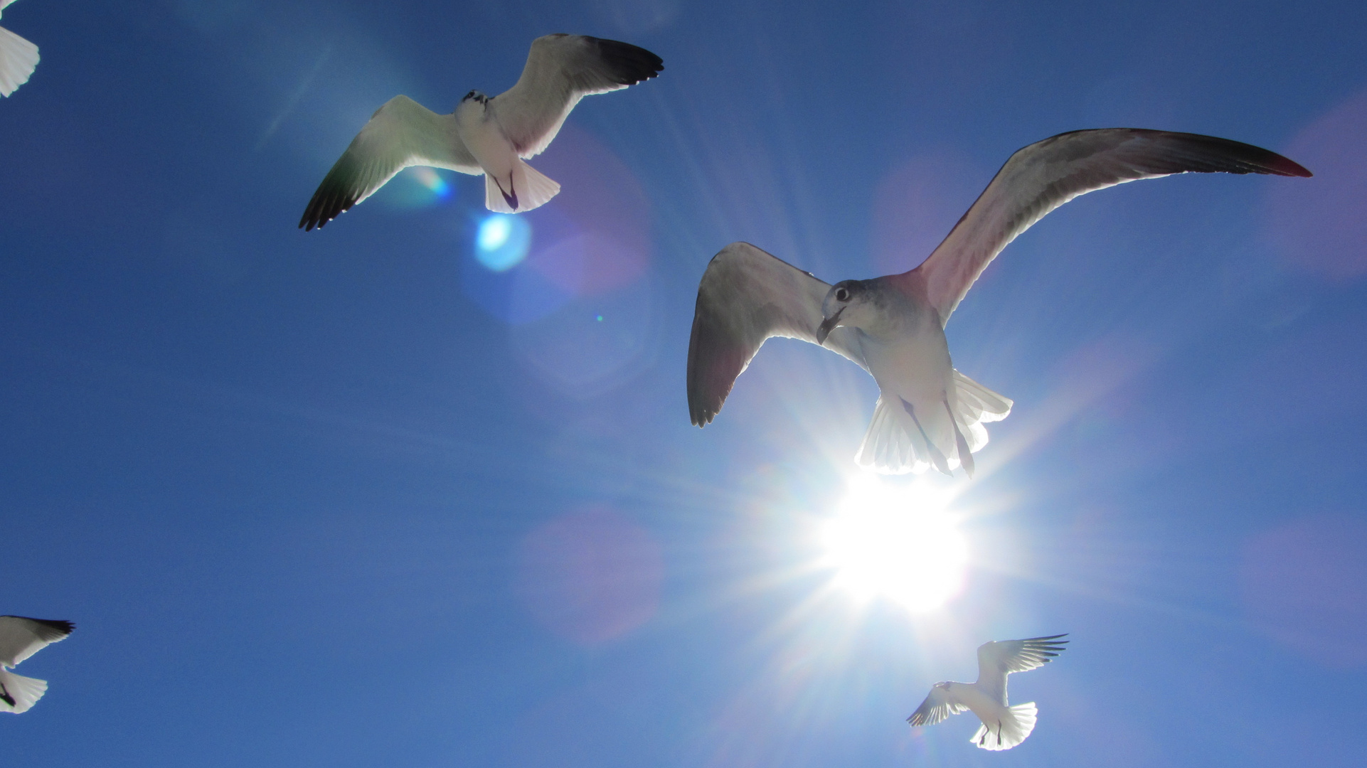 Möwen am Himmel