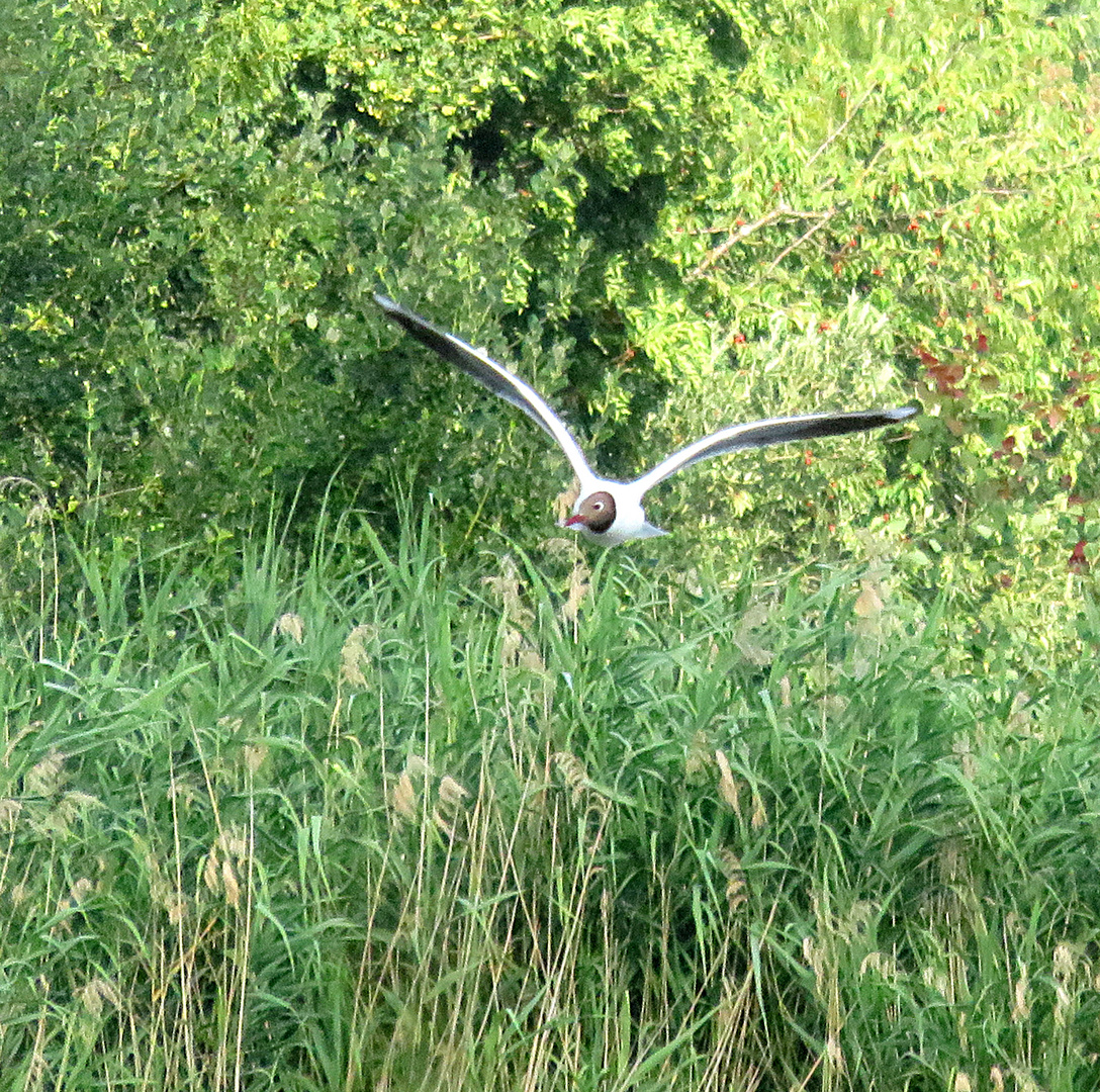 Möwen am Karpfenweiher