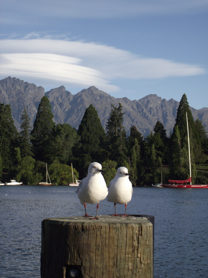 Möwen am Lake Wakatipu