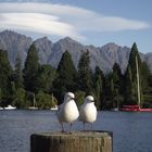 Möwen am Lake Wakatipu