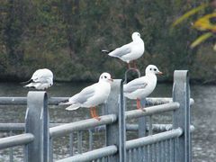 Möwen am Landungssteg in Rüsselsheim