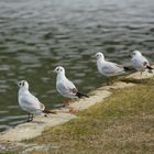 Möwen am Mainufer in Frankfurt - "Warten auf den Frühling"