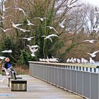 Möwen am Mainufer, und eine Krähe mittendrin.