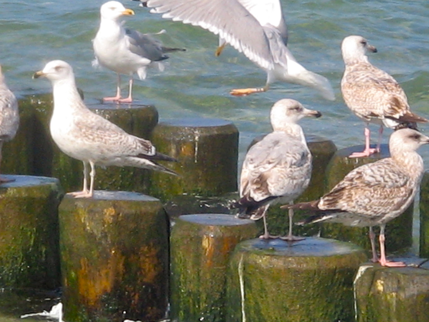 Möwen am Meer