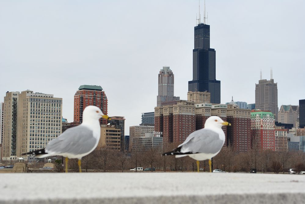 Möwen am Michigan See, Chicago