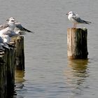 Möwen am Neusiedlersee, Burgenland