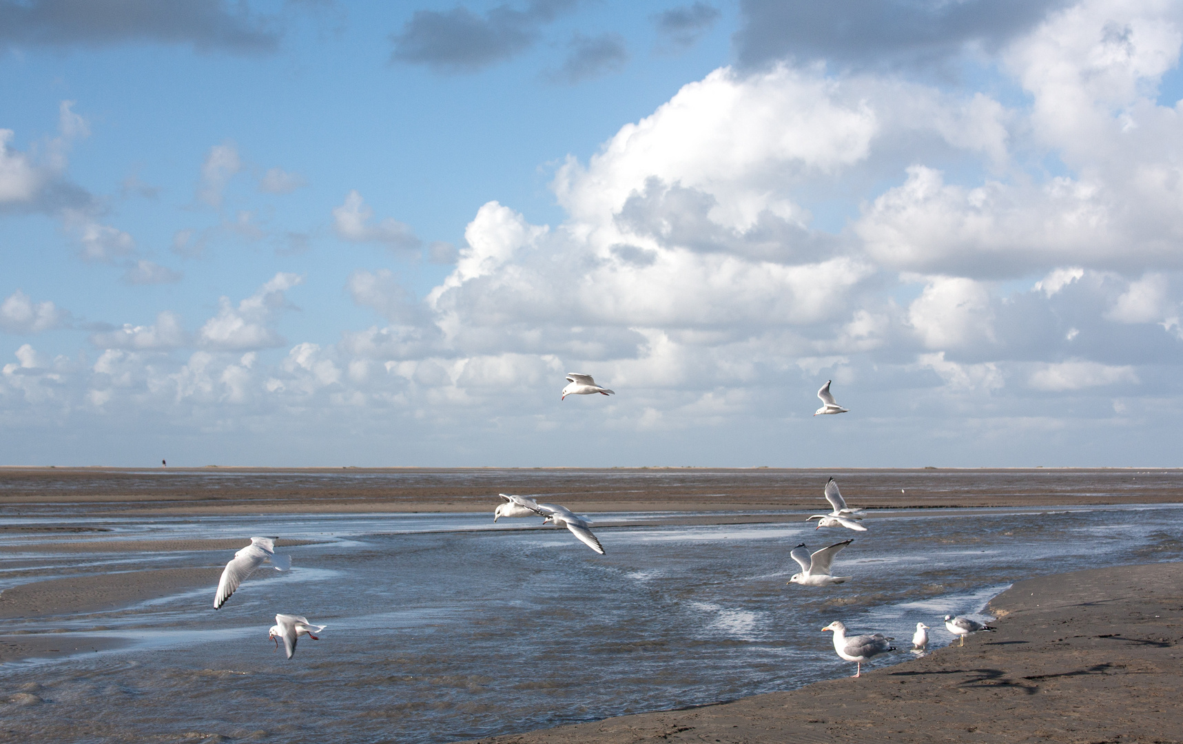 Möwen am Nordseestrand