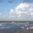 Möwen am Nordseestrand