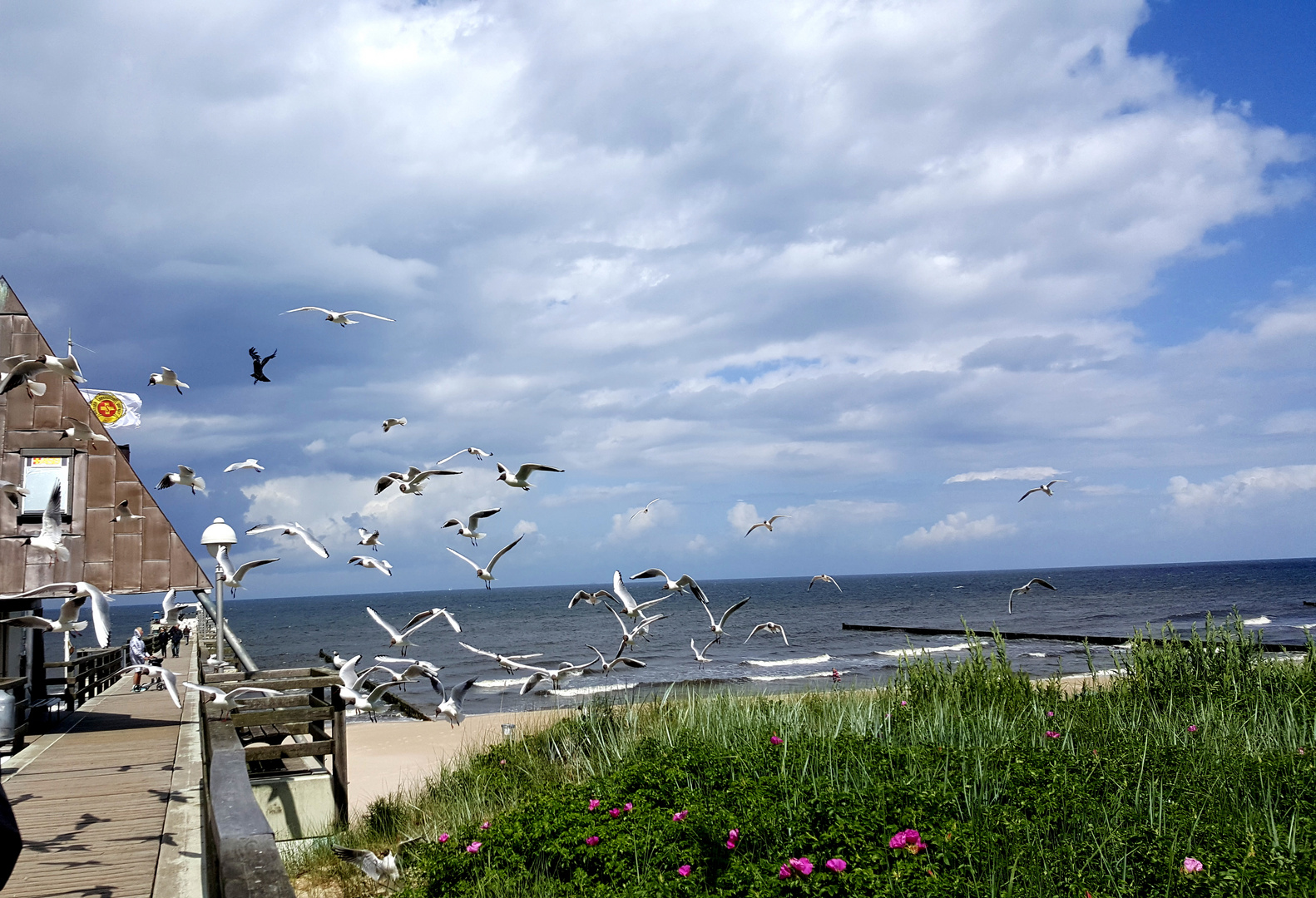 Möwen am Ostseestrand