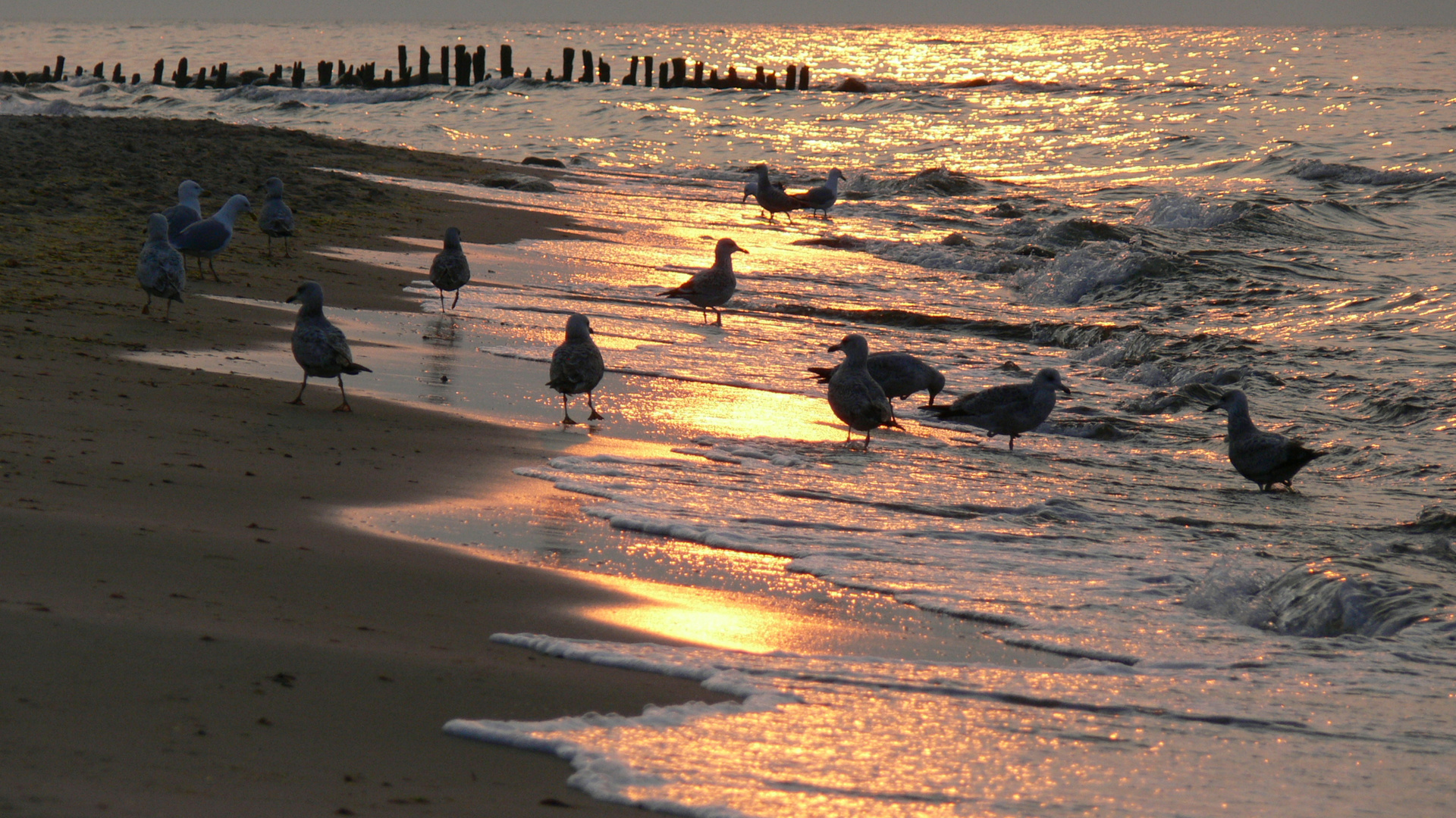 Möwen am Ostseestrand