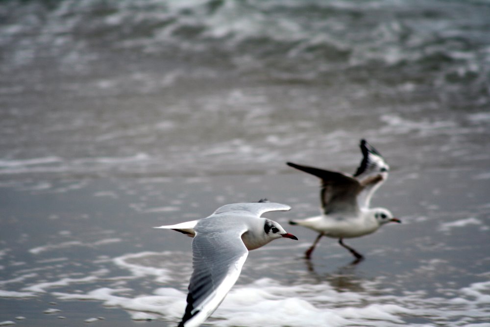 Möwen am Ostseestrand