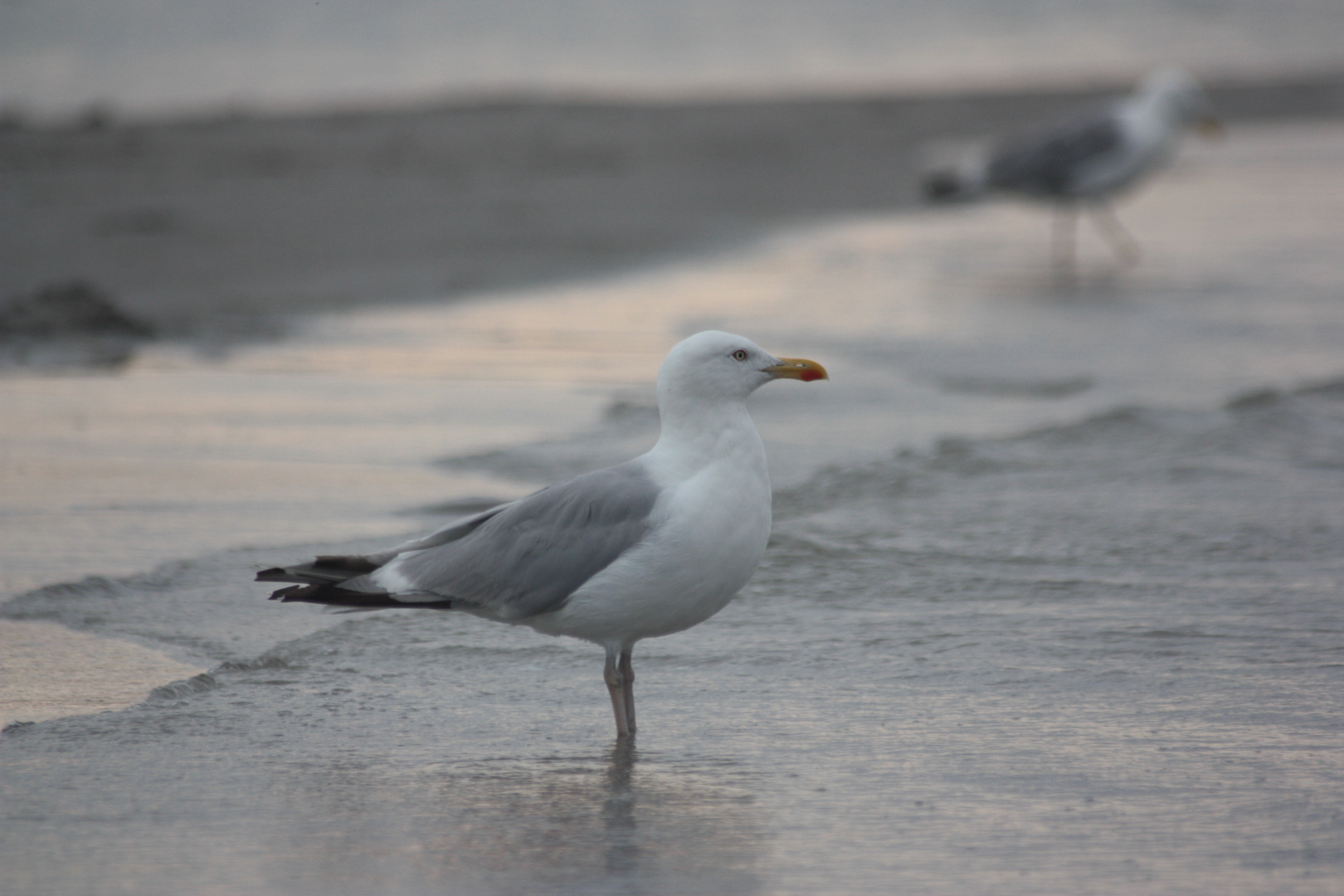 Möwen am Ostseestrand bei Prerow