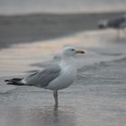 Möwen am Ostseestrand bei Prerow