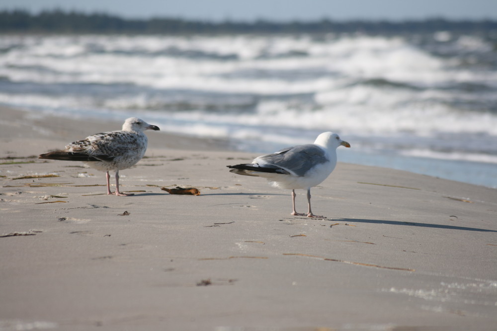 Möwen am Ostseestrand von Dänemark