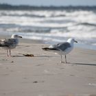 Möwen am Ostseestrand von Dänemark