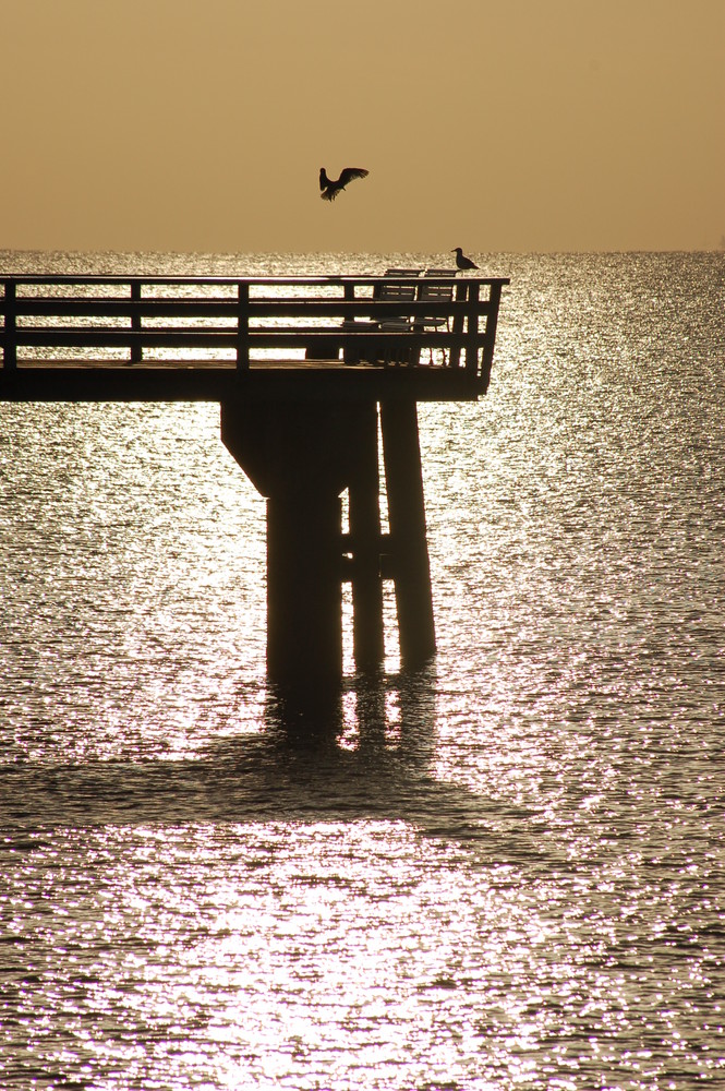 Möwen am Pier