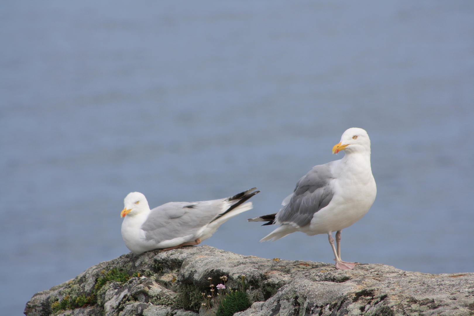 Möwen am Pointe du Raz