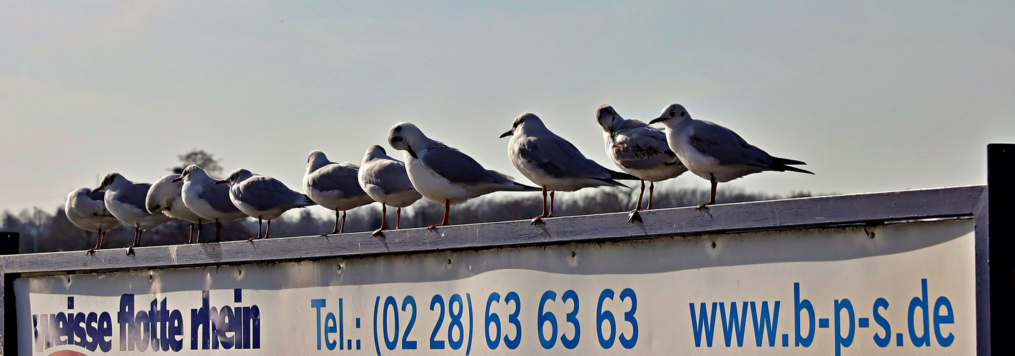 Möwen am Rhein 