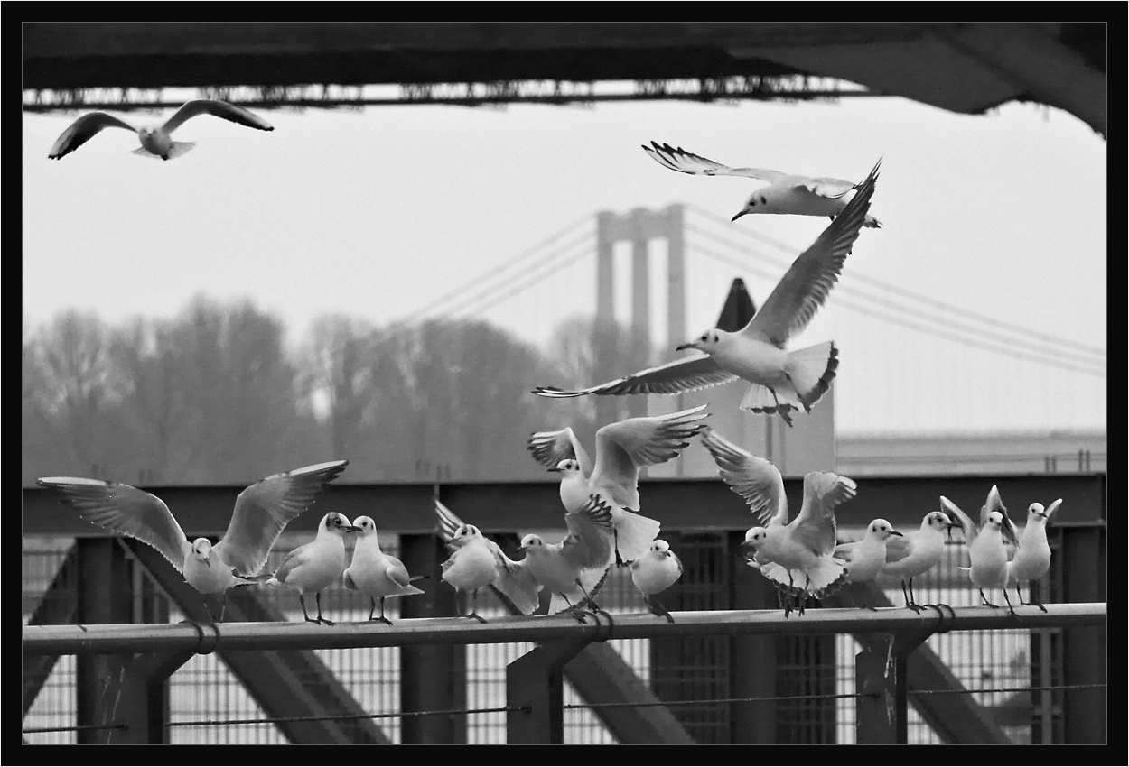 Möwen am Rhein