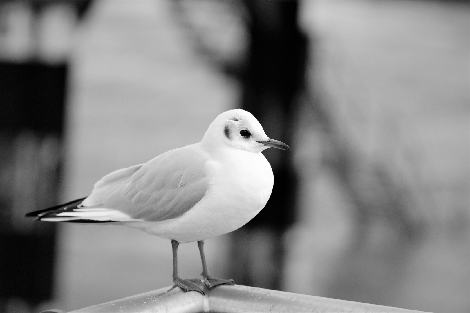 Möwen am Rhein