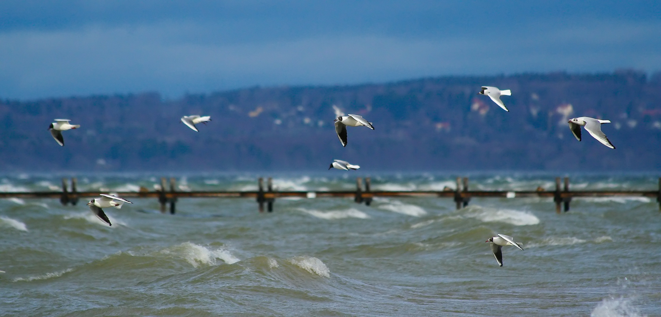 Möwen am Starnberger See