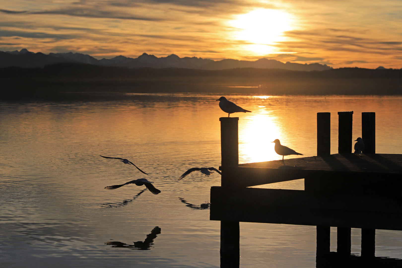 Möwen am Starnberger See