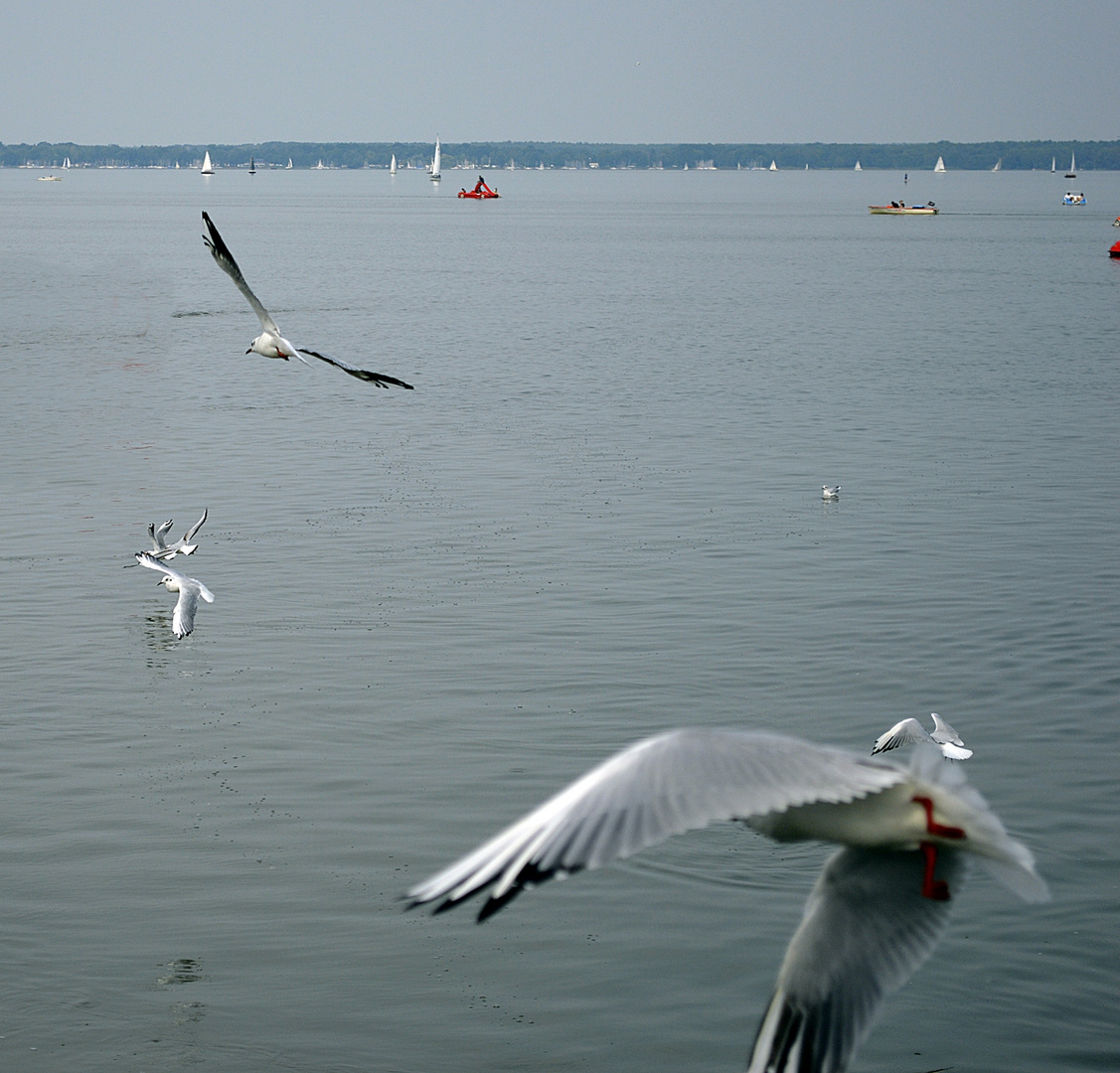 Möwen am Steinhuder Meer 2