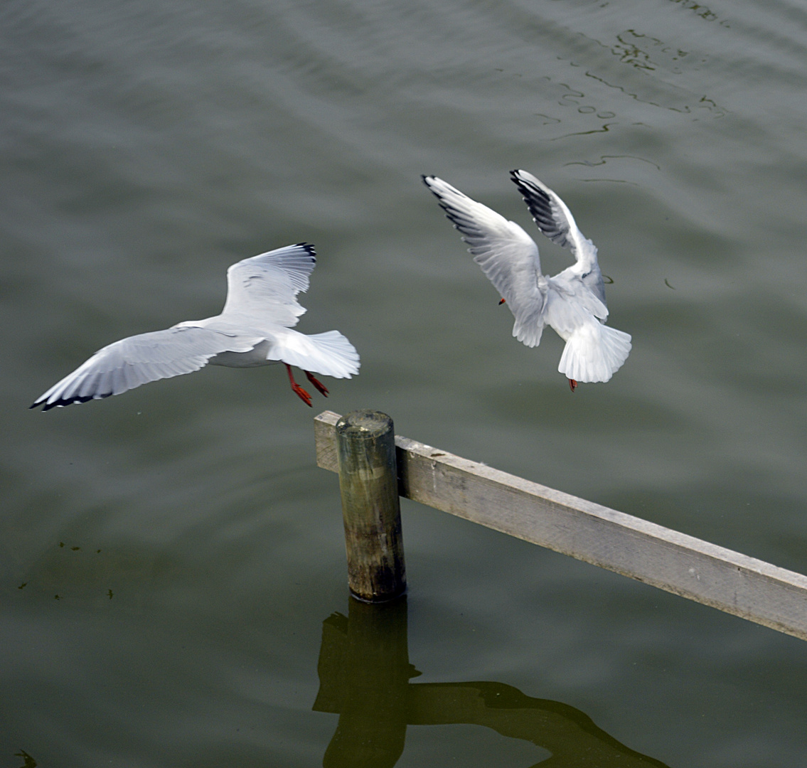 Möwen am Steinhuder Meer