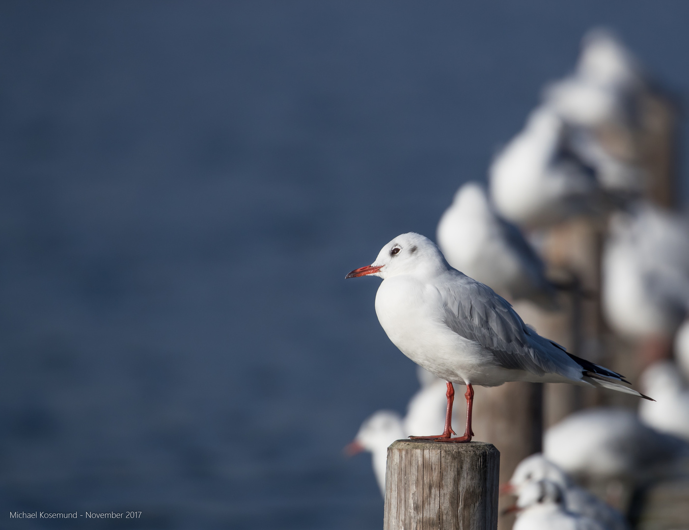 Möwen am Steinhuder Meer