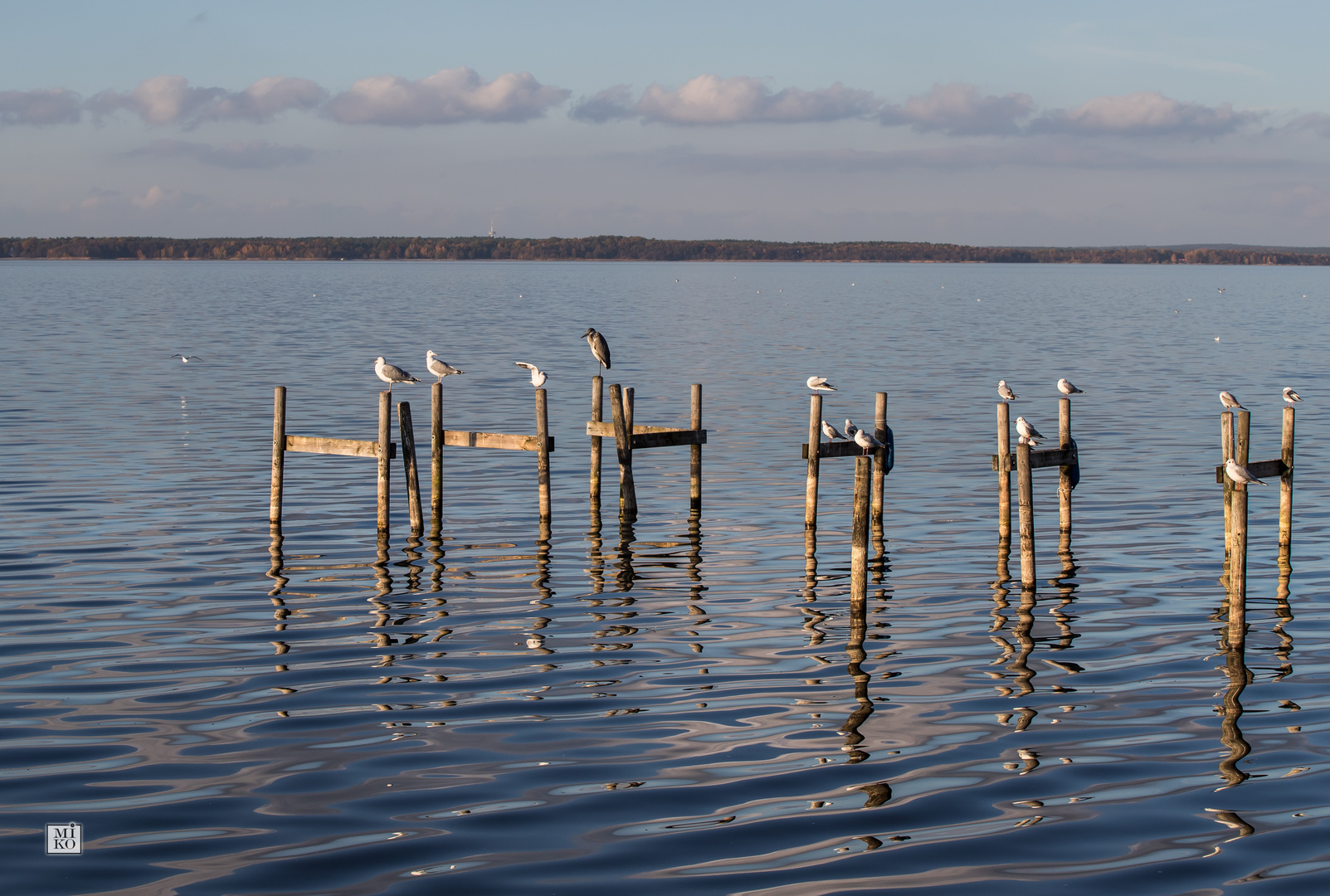 Möwen am Steinhuder Meer