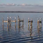 Möwen am Steinhuder Meer