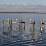 Möwen am Steinhuder Meer