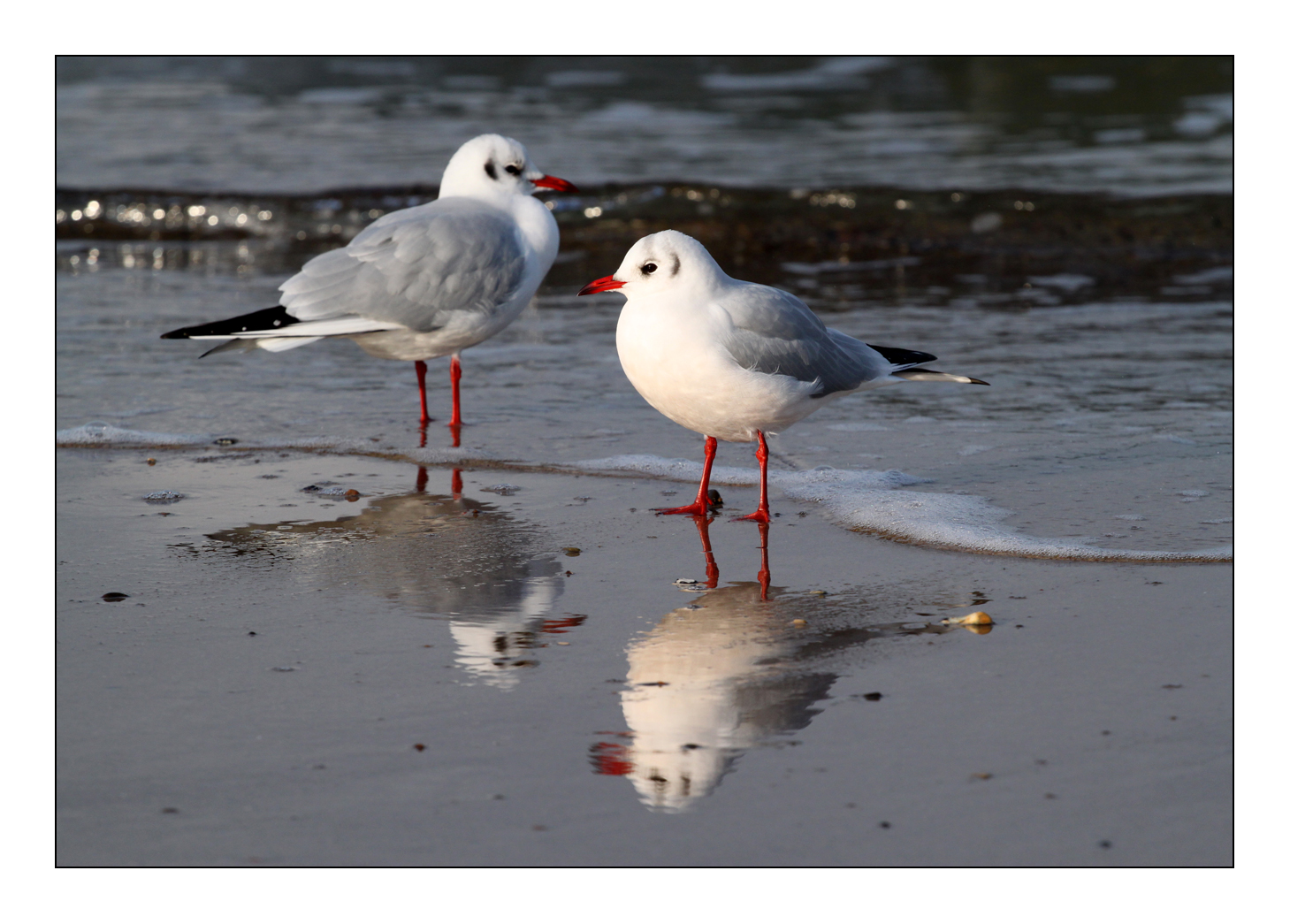 Möwen am Strand Foto & Bild | tiere, wildlife, wild lebende vögel