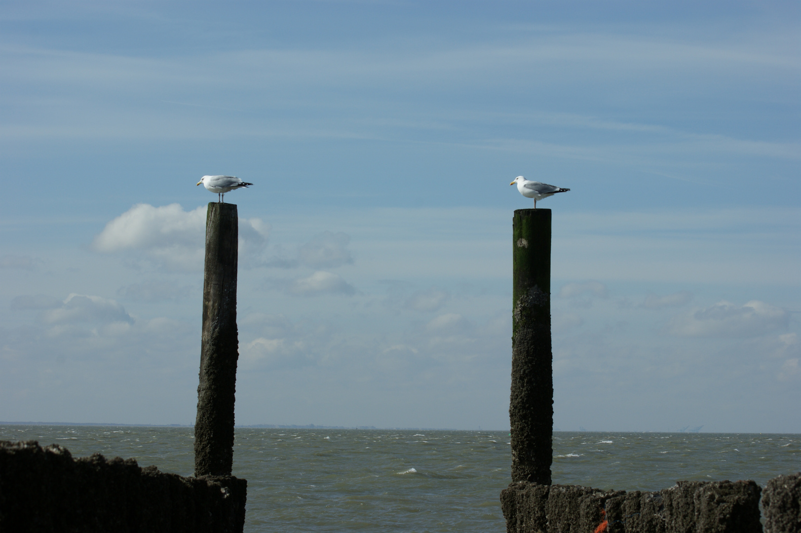 Möwen am Strand