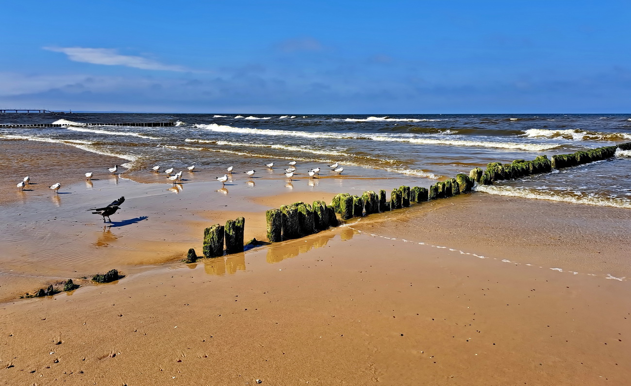 Möwen am Strand