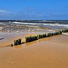 Möwen am Strand