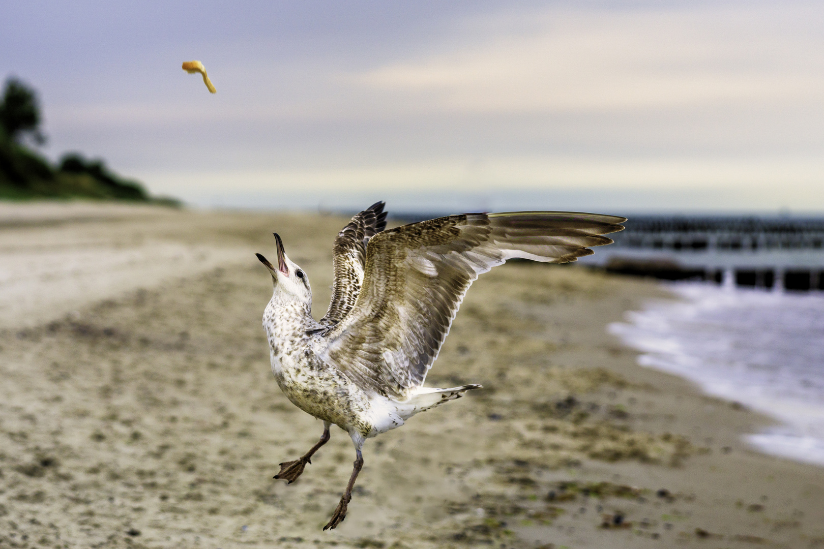 Möwen am Strand